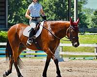 jumping-friesian-horse