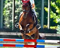 performance-friesian-horse