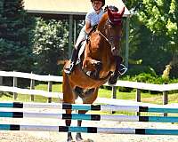 ridden-english-friesian-horse