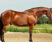ridden-western-friesian-horse