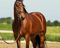 show-friesian-horse