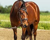 trail-friesian-horse