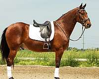 trail-riding-friesian-horse