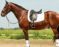 western-dressage-friesian-horse
