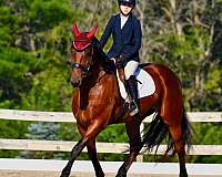 youth-friesian-horse