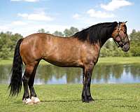 cross-shire-pony