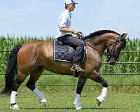 driving-shire-pony