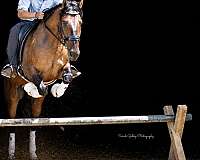 flashy-shire-pony