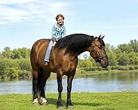 jumping-shire-pony