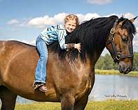 kid-safe-shire-pony