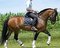 ridden-english-shire-pony