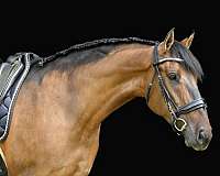 parade-shire-pony