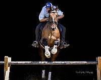 ridden-western-shire-pony