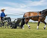show-hack-shire-pony