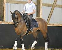 performance-shire-pony