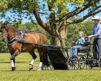 show-shire-pony