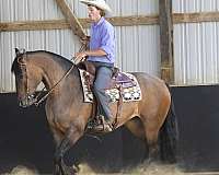 trail-shire-pony