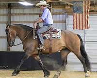 trail-riding-shire-pony