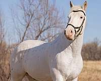 experienced-draft-harlequin-horse