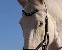 dressage-draft-harlequin-horse