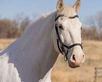 lesson-draft-harlequin-horse