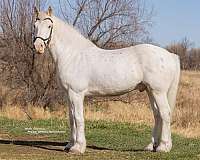 draft-harlequin-gelding