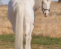 trail-draft-harlequin-horse