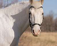 western-dressage-draft-harlequin-horse