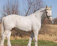 draft-harlequin-horse-for-sale