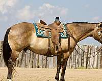 athletic-quarter-horse