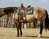 flashy-quarter-horse