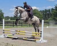 dappled-horse