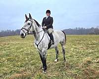 grey-dappled-horse