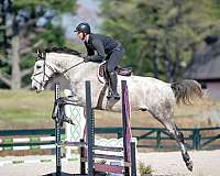 athletic-holsteiner-horse