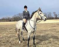 dappled-holsteiner-horse