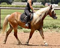 athletic-draft-horse