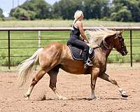 cross-draft-horse