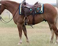 draft-horse