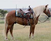 flashy-draft-horse