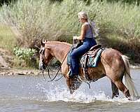 hunter-jumper-draft-horse