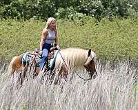 jumping-draft-horse