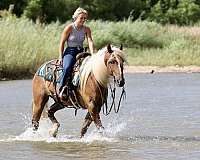 kid-safe-draft-horse