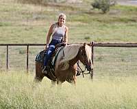 ranch-draft-horse