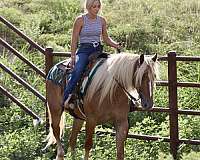 ridden-english-draft-horse