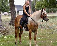 ridden-western-draft-horse