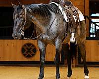 athletic-quarter-horse