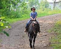 beginner-quarter-horse