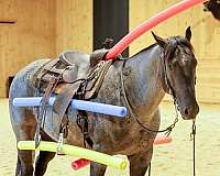 flashy-quarter-horse