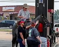 husband-safe-quarter-horse