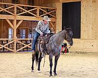 kid-safe-quarter-horse